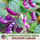 25 Purple Hyacinth Bean Seeds Dolichos Lablab Climbing Vine Edible Medicinal Fresh For Garden