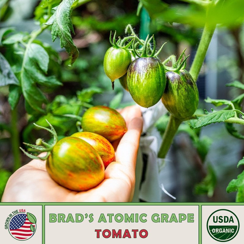 10 Brads Atomic Grape Tomato Seeds Organic Openpollinated Nongmo Fresh For Garden