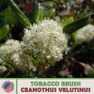 10 Tobacco Brh Seeds Ceanoth Velutin Snowbrh Ceanoth Native Shrub Fresh For Garden