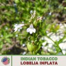250 Indian Tobacco Seeds Lobelia Inflata Ornamental Pollinator Attractor Fresh For Garden 250 Indian Tobacco Seeds Lobelia Inflata Ornamental Pollinator Attractor Fresh For Garden