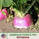 1000 American Purple Top Rutabaga Seeds Brassica Nap Non Gmo Genuine Fresh For Garden