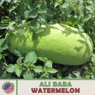 10 Albaba Watermelon Seeds Heirloom Heat & Drought Tolerant Genuine Fresh For Garden 10 Albaba Watermelon Seeds Heirloom Heat & Drought Tolerant Genuine Fresh For Garden