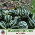 10 Tennessee Spinning Dancing Gourd Seeds Heirloom Nongmo Genuine Fresh For Garden