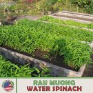 50 Seeds Rau Muong Thawater Spinach Seeds Ipomoea Aquatica Nongmo Genuine A Fresh For Garden 50 Seeds Rau Muong Thawater Spinach Seeds Ipomoea Aquatica Nongmo Genuine A Fresh For Garden