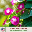 50 Scarlett Ohara Morning Glory Seeds Ipomea Nil Aas Gold Medal Winner Fresh For Garden 50 Scarlett Ohara Morning Glory Seeds Ipomea Nil Aas Gold Medal Winner Fresh For Garden