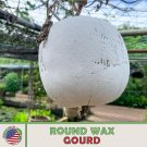 10 Round Wax Gourd Seeds Winter Melon Ash Gourd Heirloom Nongmo Fresh For Garden