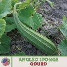 10 Angled Sponge Gourd Seeds Heirloom Nongmo Genuine A Fresh For Garden