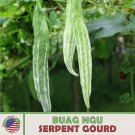 10 Buag Ngu Serpent Gourd Seeds Heirloom Nongmo Genuine A Fresh For Garden