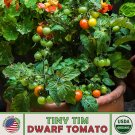 10 Tiny Tim Dwarf Tomato Seeds Organic Openpollinated Nongmo Fresh For Garden