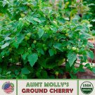 20 Aunt Mollys Ground Cherry Seeds Organic Openpollinated Genuine A Fresh For Garden 20 Aunt Mollys Ground Cherry Seeds Organic Openpollinated Genuine A Fresh For Garden
