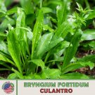 200 Seeds Culantro Seeds Mexican Coriander De Alcapate Cilantro Ancho Culantro Recao Fresh For Garde 200 Seeds Culantro Seeds Mexican Coriander De Alcapate Cilantro Ancho Culantro Recao Fresh For Garde