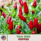 50 Thahot Bird Pepper Seeds Heirloom Non Gmo Genuine A Fresh For Garden 50 Thahot Bird Pepper Seeds Heirloom Non Gmo Genuine A Fresh For Garden