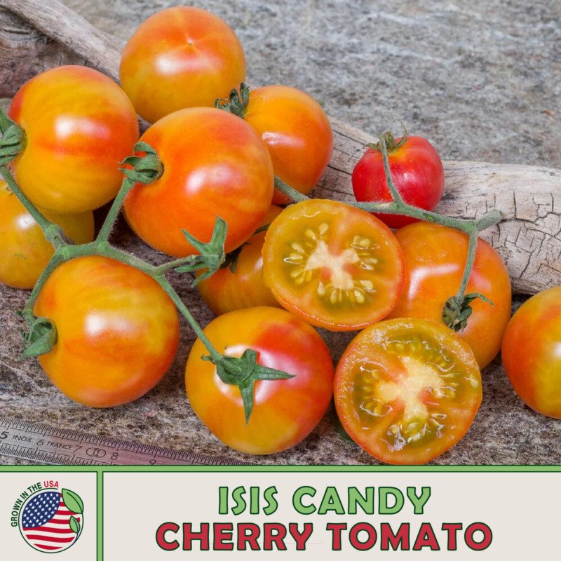10 Isis Candy Cherry Tomato Seeds Open Pollinated Nongmo Genuine A Fresh For Garden