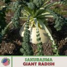 20 Sakurajima Giant Radish Seeds Heirloom Non Gmo Genuine A Fresh For Garden