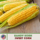 25 Kandy Korn Sweet Corn Seeds Hybrid Nongmo Genuine A Fresh For Garden 25 Kandy Korn Sweet Corn Seeds Hybrid Nongmo Genuine A Fresh For Garden