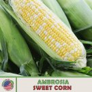 25 Ambrosia Sweet Corn Seeds Hybrid Nongmo Genuine A Fresh For Garden 25 Ambrosia Sweet Corn Seeds Hybrid Nongmo Genuine A Fresh For Garden