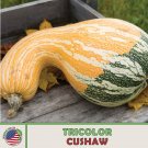 10 Tricolor Chaw Pumpkin Squash Seeds Heirloom Nongmo Genuine A Fresh For Garden 10 Tricolor Chaw Pumpkin Squash Seeds Heirloom Nongmo Genuine A Fresh For Garden