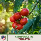 100 Campbell 33 Tomato Seeds Heirloom Openpollinated Nongmo Genuine A Fresh For Garden