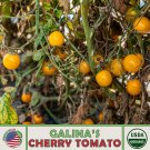 10 Galinas Cherry Tomato Seeds Organic Nongmo Genuine A Fresh For Garden 10 Galinas Cherry Tomato Seeds Organic Nongmo Genuine A Fresh For Garden