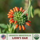 20 Lions Ear Seeds Klip Dagga Organic Medicinal Hummingbird Attractor Fresh For Garden 20 Lions Ear Seeds Klip Dagga Organic Medicinal Hummingbird Attractor Fresh For Garden