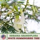 20 White Hummingbird Tree Seeds Sesbania Grandiflora Edible Genuine A Fresh For Garden
