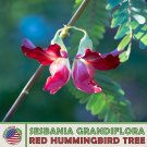 20 Red Hummingbird Tree Seeds Sesbania Grandiflora Vegetable Tree Genuine A Fresh For Garden