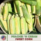 25 Peaches & Cream Sweet Corn Seeds Hybrid Nongmo Genuine A Fresh For Garden 25 Peaches & Cream Sweet Corn Seeds Hybrid Nongmo Genuine A Fresh For Garden