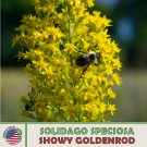 100 Showy Goldenrod Seeds Solidago Speciosa Native Flower & Honeybee Attractor Fresh For Garden