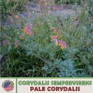 100 Pale Corydalis Seeds Corydalis Sempervirens Rock Harlequin Native Flower Fresh For Garden