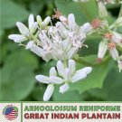 30 Great Indian Plantain Seeds Arnoglossum Reniforme Native Wildflower Fresh For Garden 30 Great Indian Plantain Seeds Arnoglossum Reniforme Native Wildflower Fresh For Garden