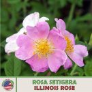 20 Illinois Rose Seeds Rosa Setigera Climbing Wild Rose Native Wildflower Fresh For Garden 20 Illinois Rose Seeds Rosa Setigera Climbing Wild Rose Native Wildflower Fresh For Garden
