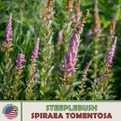 1000 Steeplebh Seeds Spiraea Tomentosa Native Bee & Butterfly Attractor Fresh For Garden