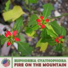 10 Fire On The Mountain Seeds Euphorbia Cyathophor Wild Poinsettia Fresh For Garden