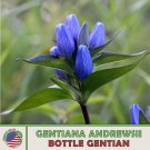 100 Bottle Gentian Seeds Gentiana Andrewsinative Perennial Wildflower Fresh For Garden