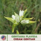 100 Cream Gentian Seeds Gentiana Flavida Native Perennial Wildflower Fresh For Garden