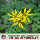 200 Yellow Crownbeard Seeds Verbesina Helianthoides Gravelweed Native Flower Fresh For Garden