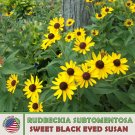 200 Sweet Black Eyed San Seeds Rudbeckia Subtomentosa Native Wildflower Fresh For Garden