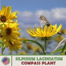 10 Compass Plant Seeds Silphium Laciniatum Native Wildflower Genuine A Fresh For Garden