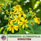 100 Wingstem Seeds Verbesina Alternifolia Yellow Ironweed Native Wildflower Fresh For Garden 100 Wingstem Seeds Verbesina Alternifolia Yellow Ironweed Native Wildflower Fresh For Garden