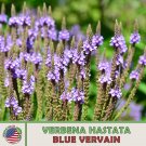 500 Blue Vervain Seeds Verbena Hastata Bee & Butterfly Attractor Genuine A Fresh For Garden