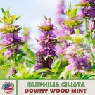 500 Downy Wood Mint Seeds Blephilia Ciliata Native Bee & Butterfly Attractor Fresh For Garden 500 Downy Wood Mint Seeds Blephilia Ciliata Native Bee & Butterfly Attractor Fresh For Garden