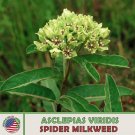 20 Spider Milkweed Seeds Monarch Butterfly Attractor & Host Plant Genuine Fresh For Garden 20 Spider Milkweed Seeds Monarch Butterfly Attractor & Host Plant Genuine Fresh For Garden