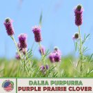 300 Purple Prairie Clover Seeds Dalea Purpurea Bee & Butterfly Attractor Fresh For Garden 300 Purple Prairie Clover Seeds Dalea Purpurea Bee & Butterfly Attractor Fresh For Garden