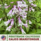 200 Calico Beardtongue Seeds Penstemon Grandiflor Bird & Butterfly Attractor Fresh For Garden 200 Calico Beardtongue Seeds Penstemon Grandiflor Bird & Butterfly Attractor Fresh For Garden