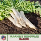 200 Japanese Minowase Daikon Radish Seeds Raphan Sativ Genuine Fresh For Garden