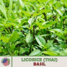 500 Licorice Thabasil Seeds Ocimum Basilicum Culinary Genuine Fresh For Garden 500 Licorice Thabasil Seeds Ocimum Basilicum Culinary Genuine Fresh For Garden
