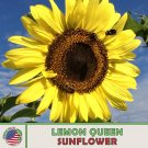 50 Lemon Queen Sunflower Seeds Bee & Butterfly Attractor Heirloom Genuine Fresh For Garden 50 Lemon Queen Sunflower Seeds Bee & Butterfly Attractor Heirloom Genuine Fresh For Garden