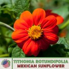 50 Mexican Sunflower Seeds Tithonia Rotundifolia Bee & Hummingbird Attractor Fresh For Garden