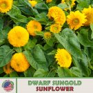 100 Dwarf Sungold Sunflower Heirloom Nongmo Genuine A Fresh For Garden