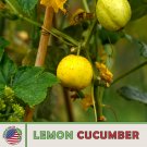 100 Lemon Cucumber Seeds Heirloom Nongmo Genuine A Fresh For Garden 100 Lemon Cucumber Seeds Heirloom Nongmo Genuine A Fresh For Garden